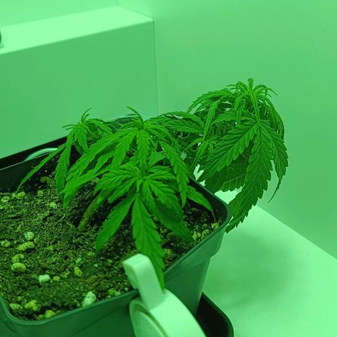 Auto Orange Bud growlog timeline photo