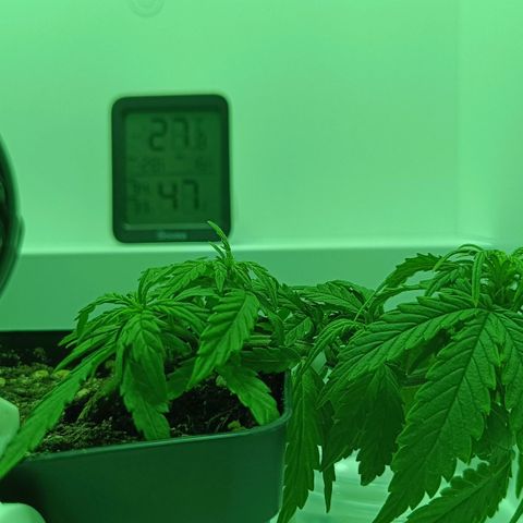 Auto Orange Bud growlog timeline photo