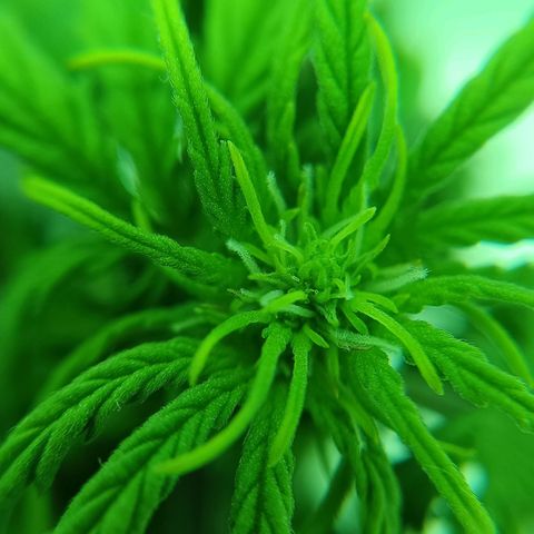 Auto Orange Bud growlog timeline photo