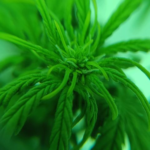Auto Orange Bud growlog timeline photo