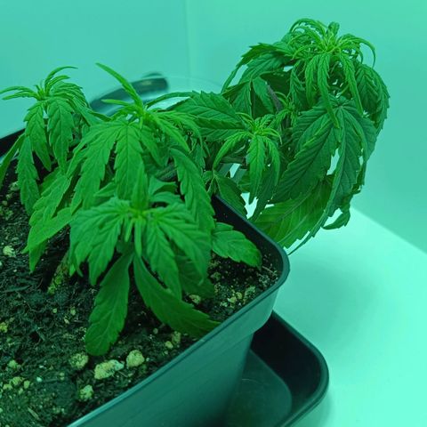 Auto Orange Bud growlog timeline photo