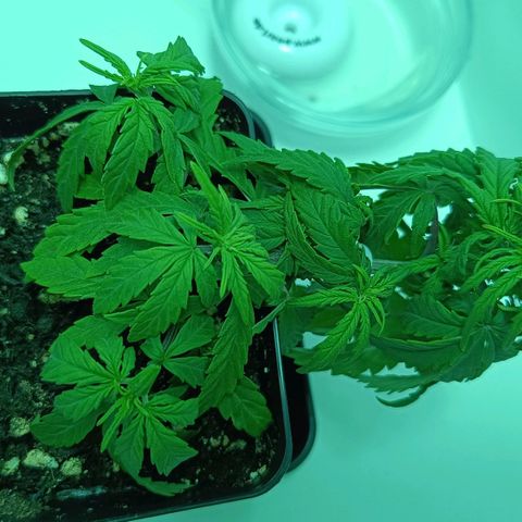 Auto Orange Bud growlog timeline photo