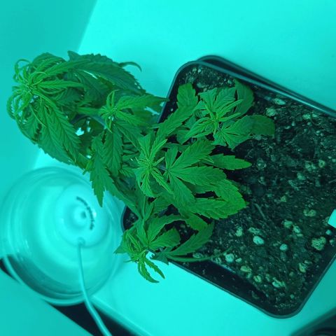 Auto Orange Bud growlog timeline photo