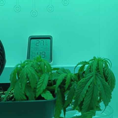 Auto Orange Bud growlog timeline photo