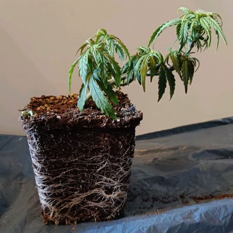 Auto Orange Bud growlog timeline photo