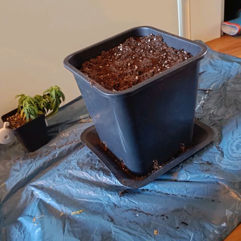 Auto Orange Bud growlog timeline photo