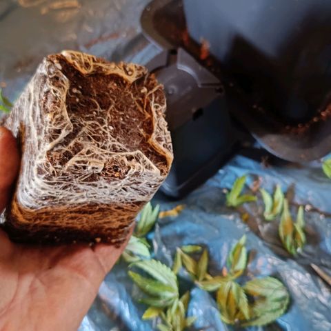 Auto Orange Bud growlog timeline photo