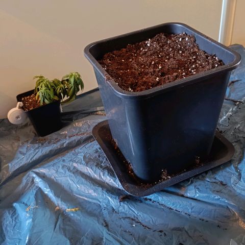 Auto Orange Bud growlog timeline photo