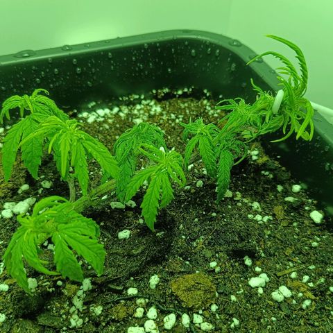 Auto Orange Bud growlog timeline photo
