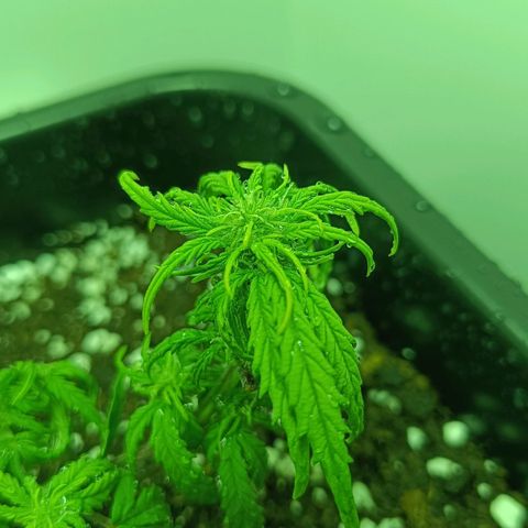 Auto Orange Bud growlog timeline photo