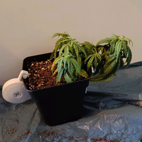 Auto Orange Bud growlog timeline photo