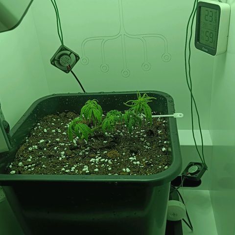 Auto Orange Bud growlog timeline photo