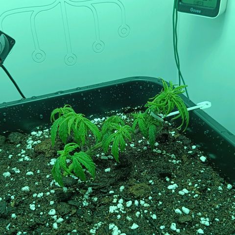 Auto Orange Bud growlog timeline photo