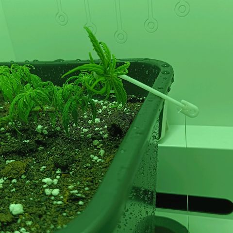 Auto Orange Bud growlog timeline photo