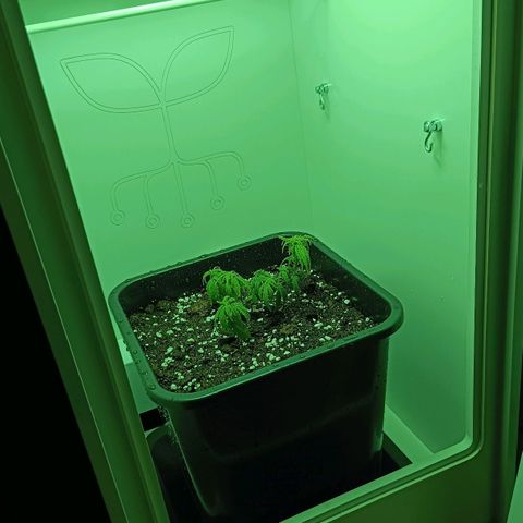 Auto Orange Bud growlog timeline photo