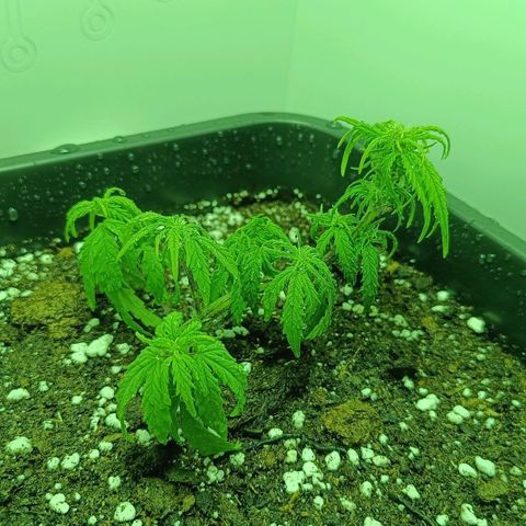 Auto Orange Bud growlog timeline photo