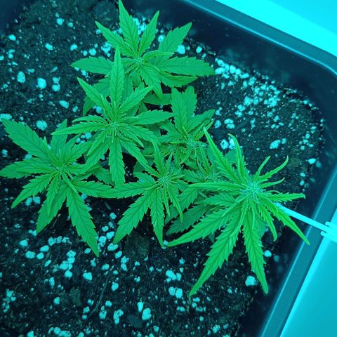 Auto Orange Bud growlog timeline photo