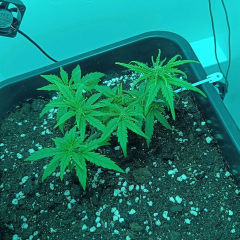 Auto Orange Bud growlog timeline photo
