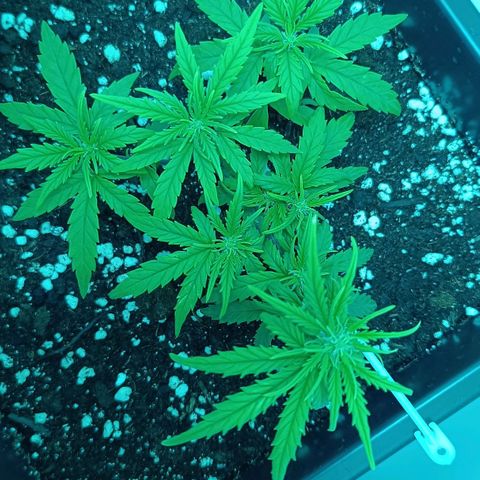Auto Orange Bud growlog timeline photo