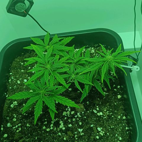 Auto Orange Bud growlog timeline photo