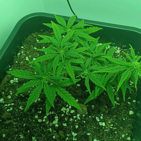 Auto Orange Bud growlog timeline photo