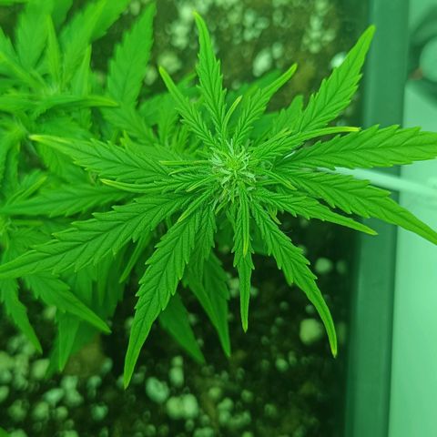 Auto Orange Bud growlog timeline photo