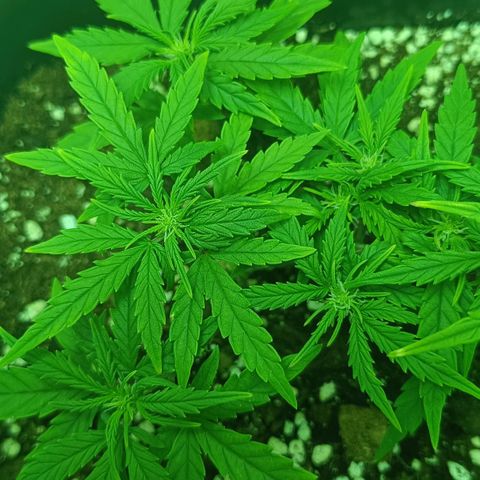 Auto Orange Bud growlog timeline photo