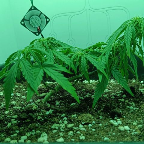 Auto Orange Bud growlog timeline photo