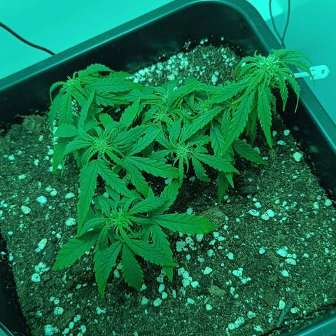 Auto Orange Bud growlog timeline photo