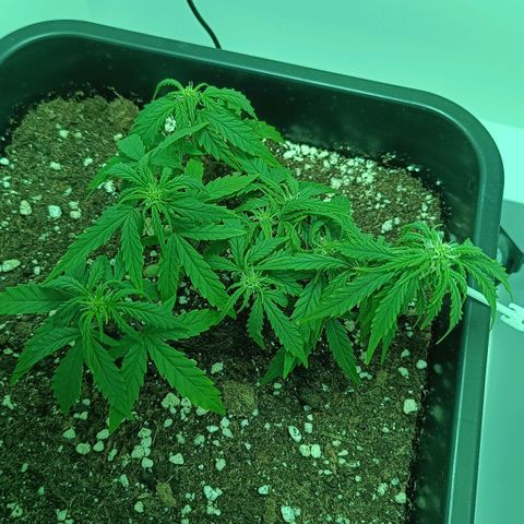 Auto Orange Bud growlog timeline photo