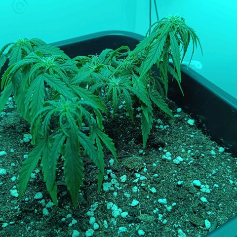 Auto Orange Bud growlog timeline photo