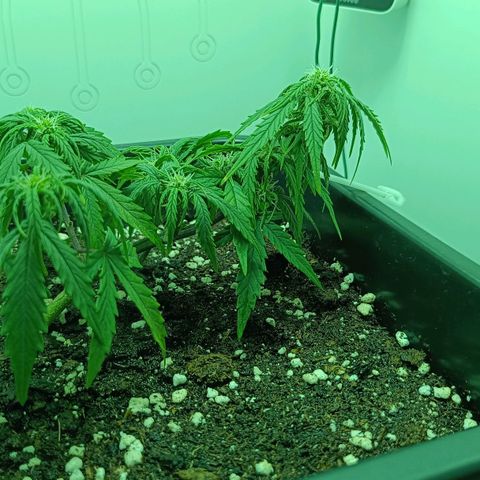 Auto Orange Bud growlog timeline photo