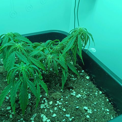 Auto Orange Bud growlog timeline photo