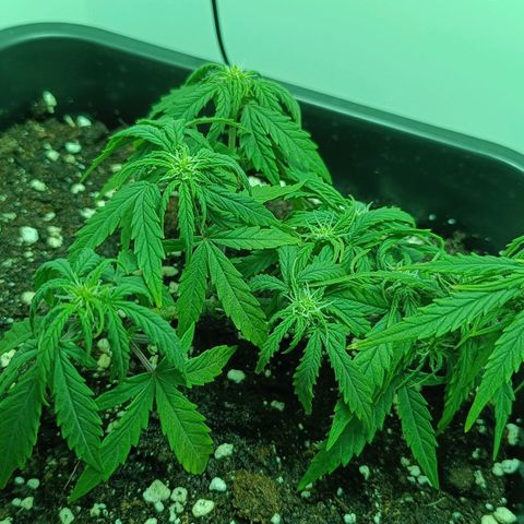 Auto Orange Bud growlog timeline photo