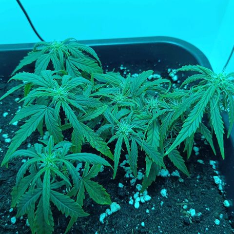 Auto Orange Bud growlog timeline photo