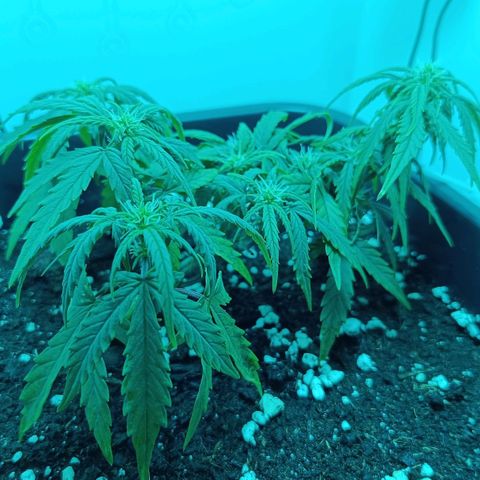 Auto Orange Bud growlog timeline photo