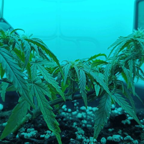 Auto Orange Bud growlog timeline photo