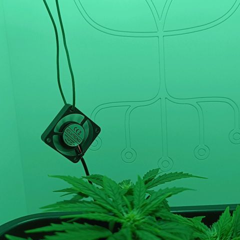 Auto Orange Bud growlog timeline photo