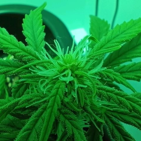 Auto Orange Bud growlog timeline photo