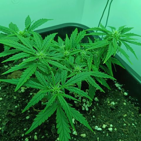 Auto Orange Bud growlog timeline photo