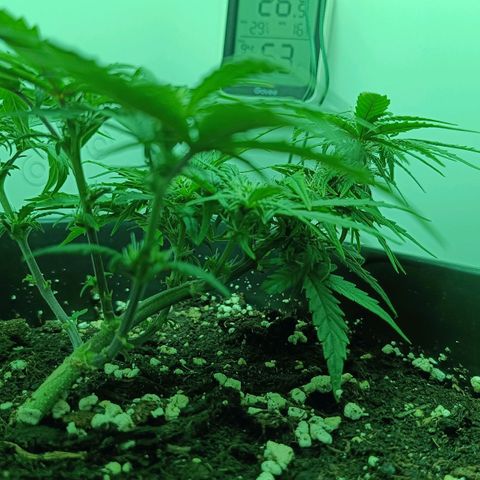 Auto Orange Bud growlog timeline photo