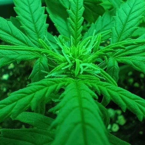 Auto Orange Bud growlog timeline photo
