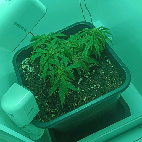 Auto Orange Bud growlog timeline photo
