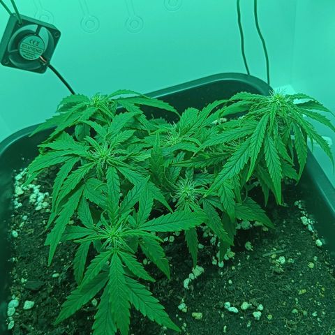 Auto Orange Bud growlog timeline photo
