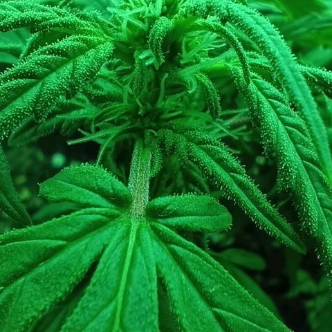 Auto Orange Bud growlog timeline photo