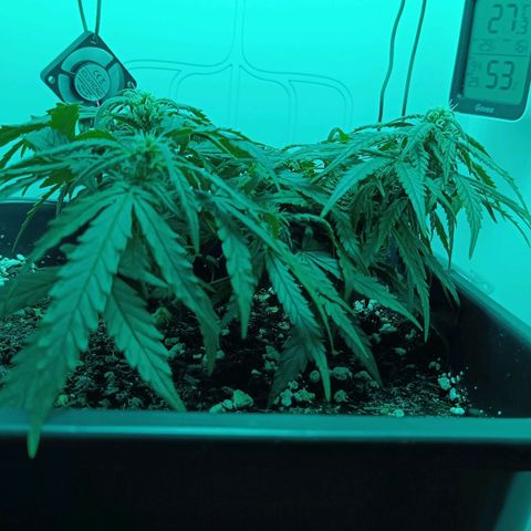 Auto Orange Bud growlog timeline photo