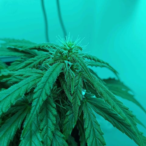 Auto Orange Bud growlog timeline photo