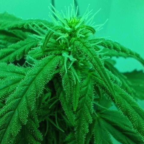 Auto Orange Bud growlog timeline photo