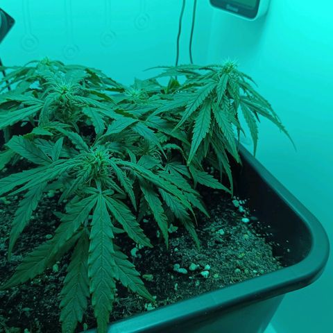 Auto Orange Bud growlog timeline photo