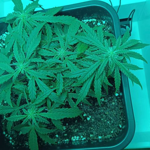 Auto Orange Bud growlog timeline photo